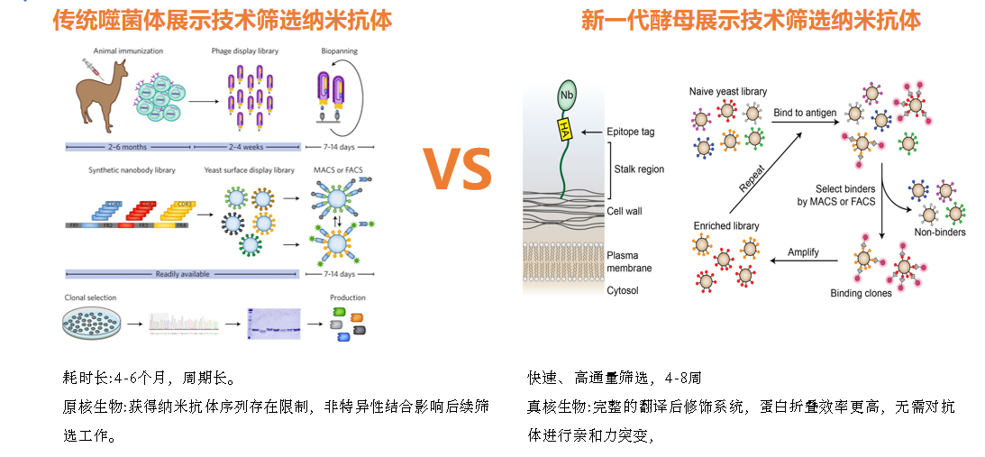 抗体药物研发.jpg 抗体药物研发.jpg