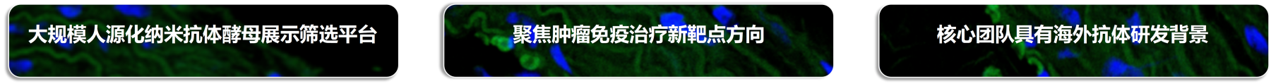 抗体-1.png 抗体-1.png